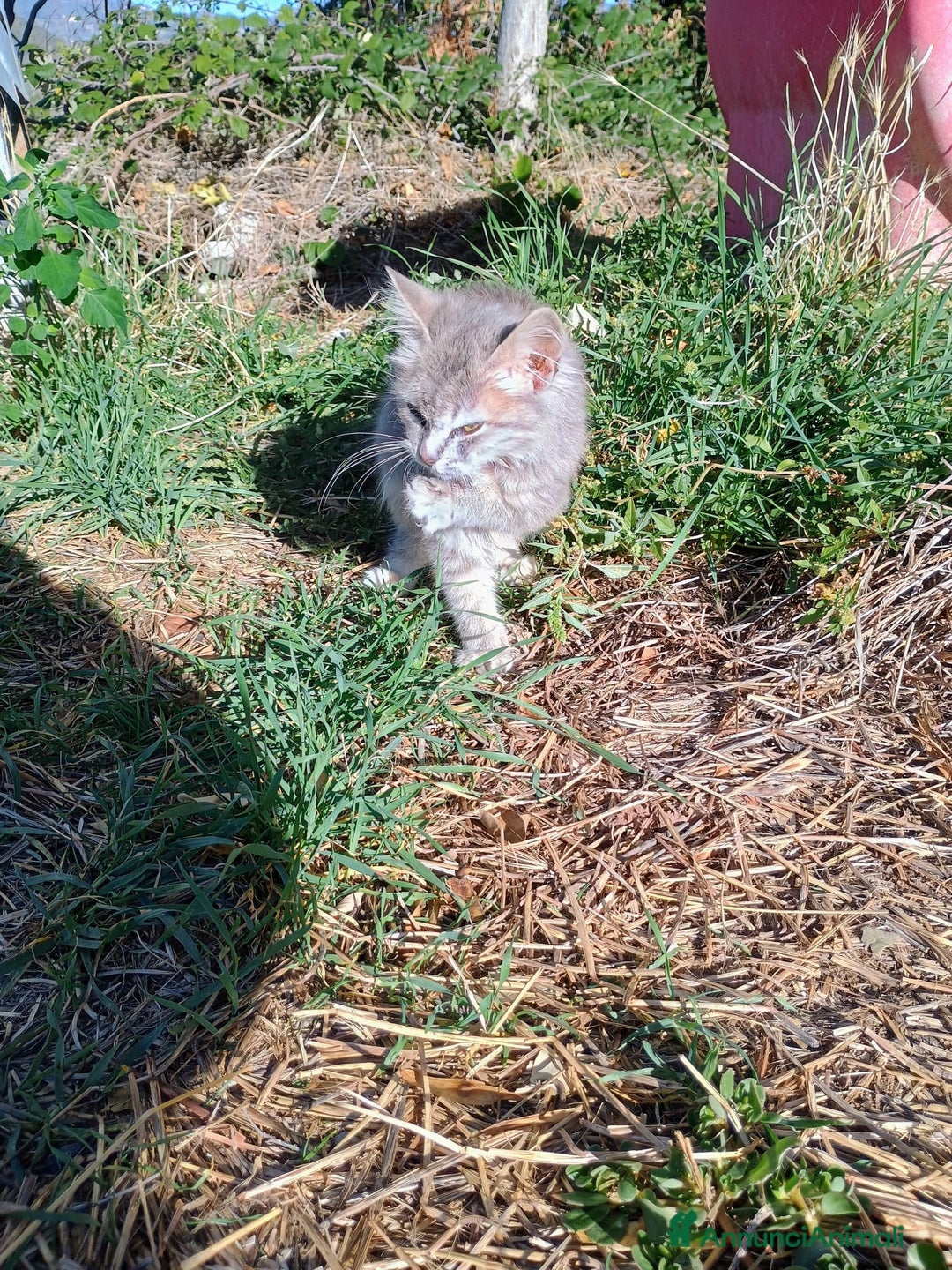 Europeo gatti in regalo: Micina due mesi - Annuncio 2