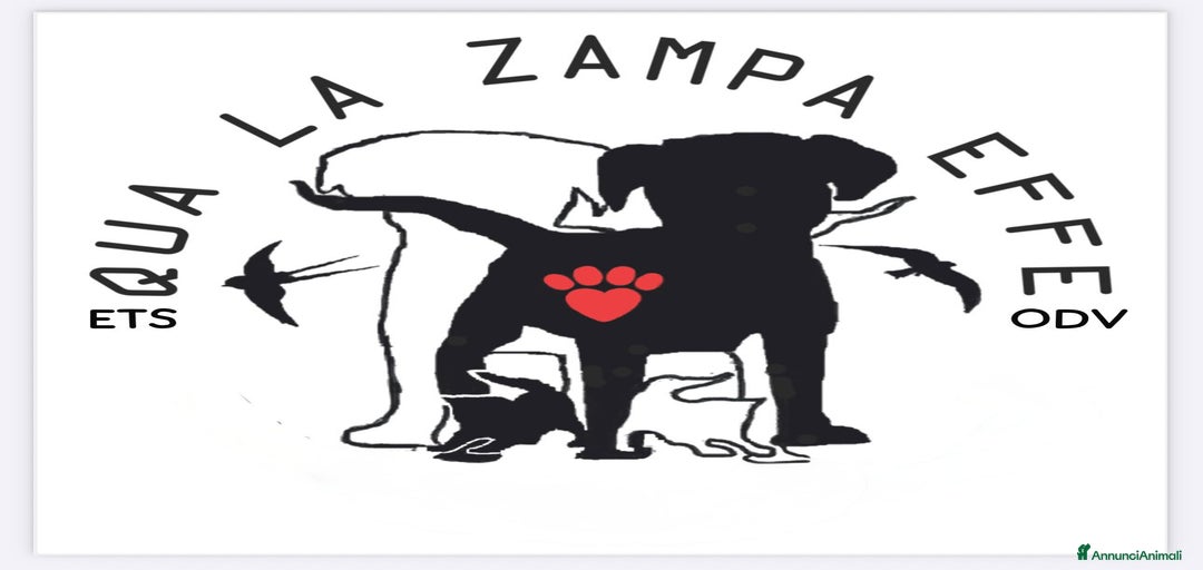 Immagine della galleria {{count}}