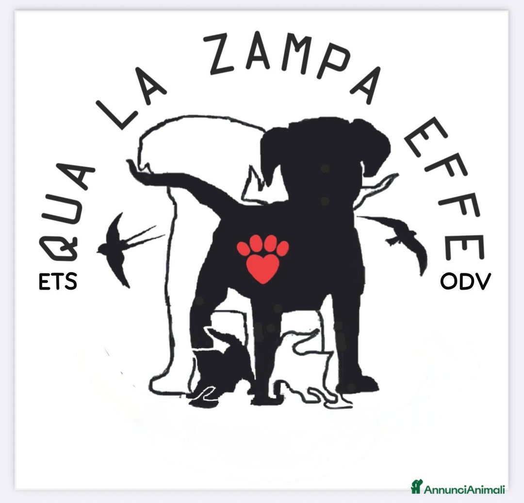 Immagine della galleria {{count}}