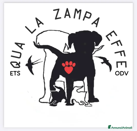 Immagine della galleria {{count}}