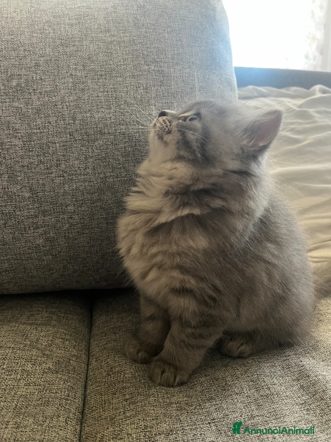 British gatti in vendita: Schottish straight a Provincia di Pordenone - Annuncio 7