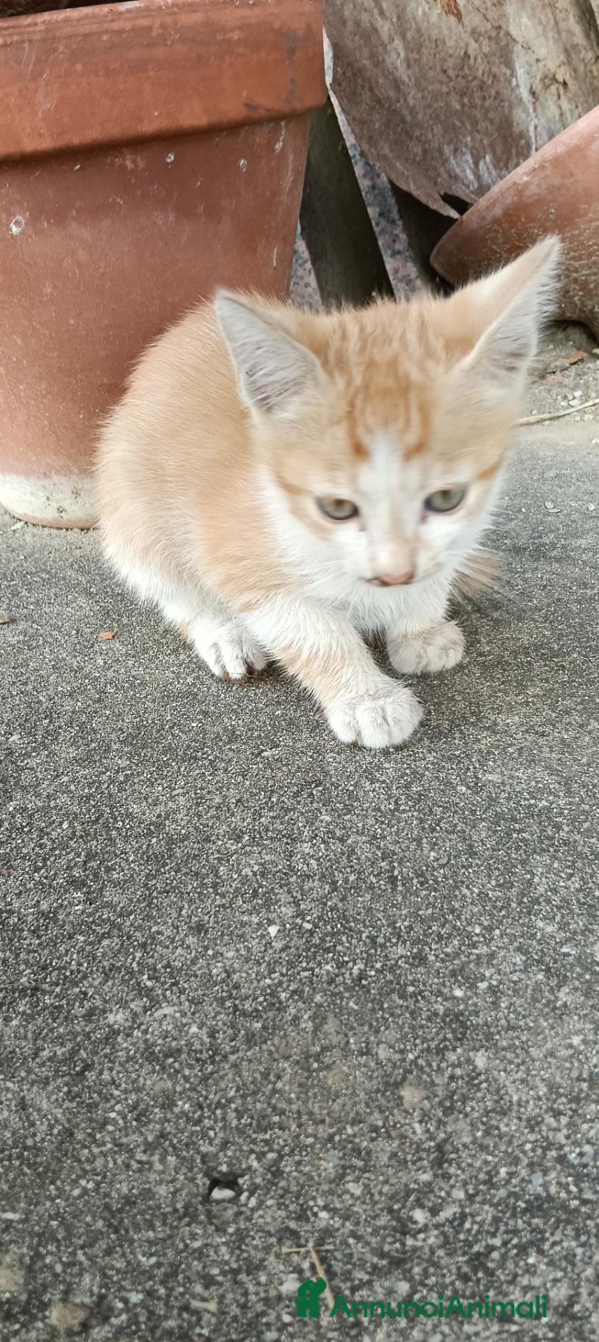 Meticcio gatti Gattini - Annuncio 1
