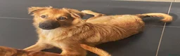 Meticcio cani in regalo: BERGAMOTTO 🩷 UN CIUFFO DI PELO E TANTA VITA a Provincia di Pesaro e Urbino - Annuncio 3