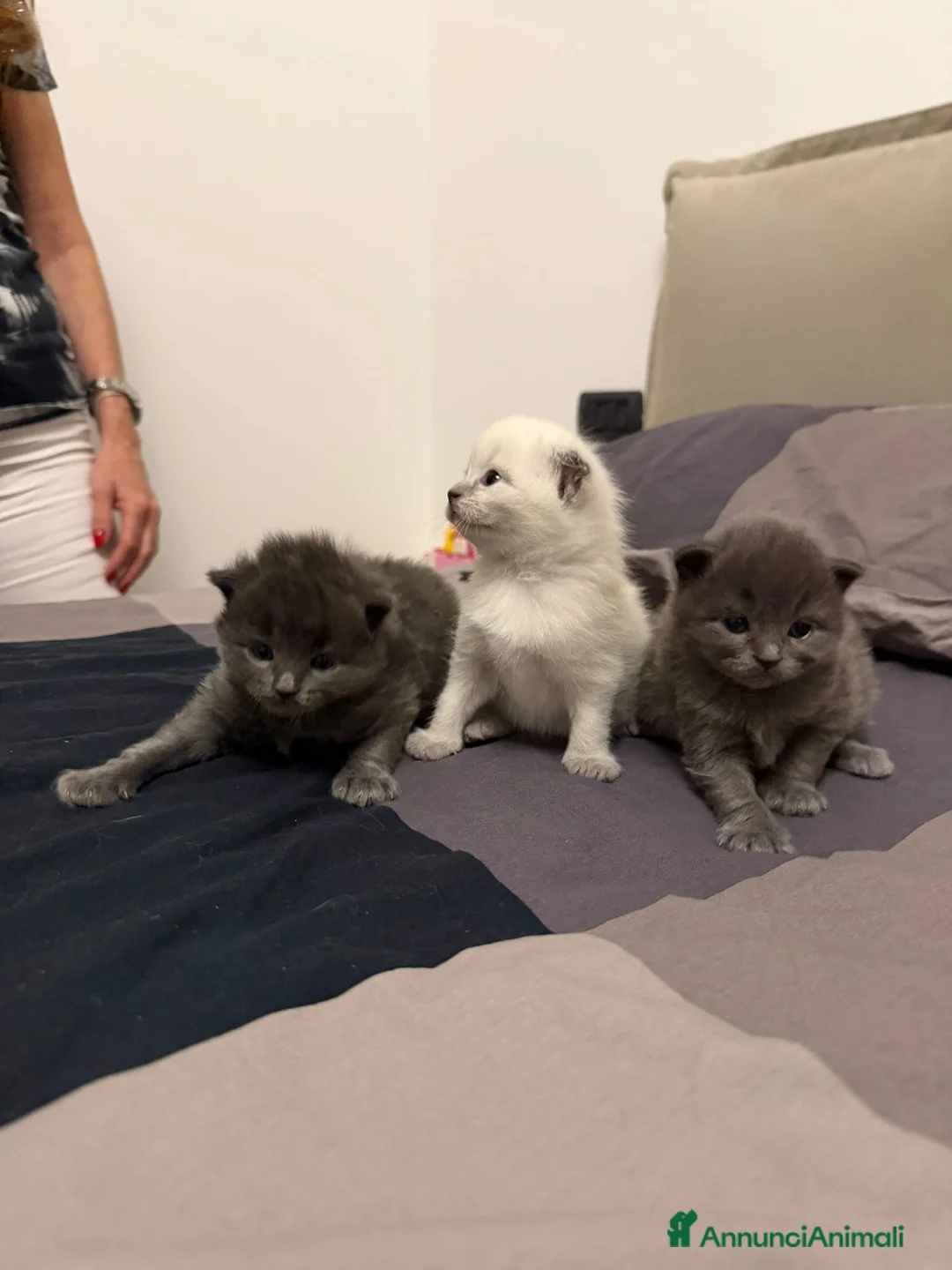 Scottish gatti in vendita: Cuccioli scottish fold - Annuncio 1