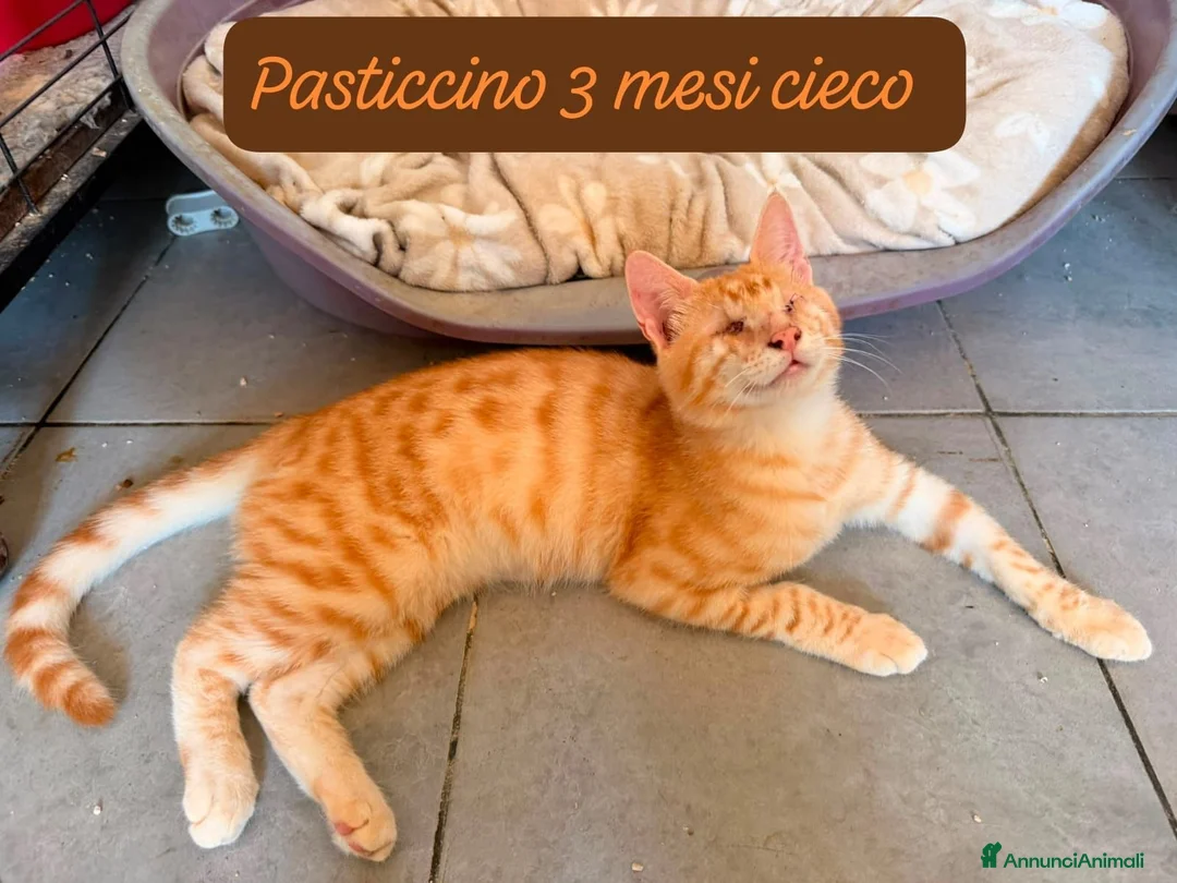 Europeo gatti in regalo: Urgenti famiglie per questi gattini  a Provincia di Monza e della Brianza - Annuncio 2