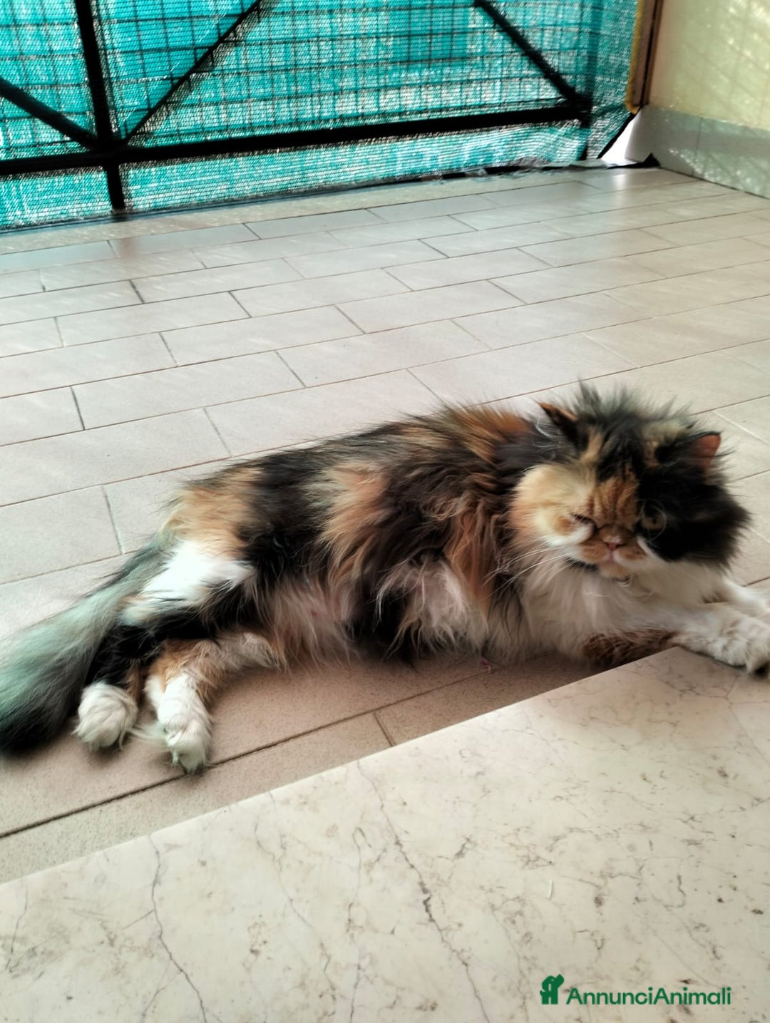 Persiano gatti per accoppiamento: Sun cerca fidanzato - Annuncio 2