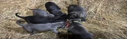 Cane Corso cani in vendita: Cuccioli di Corso grigi e neri (Montiglio AT) - Annuncio 14
