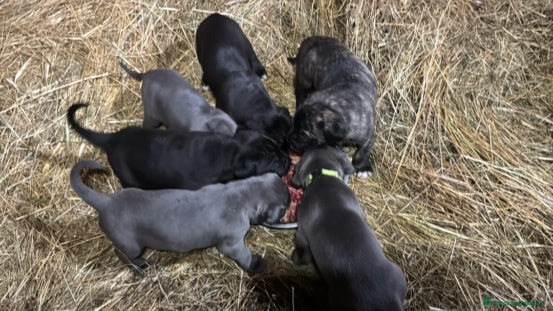 Cane Corso cani in vendita: Cuccioli di Corso grigi e neri (Montiglio AT) - Annuncio 14