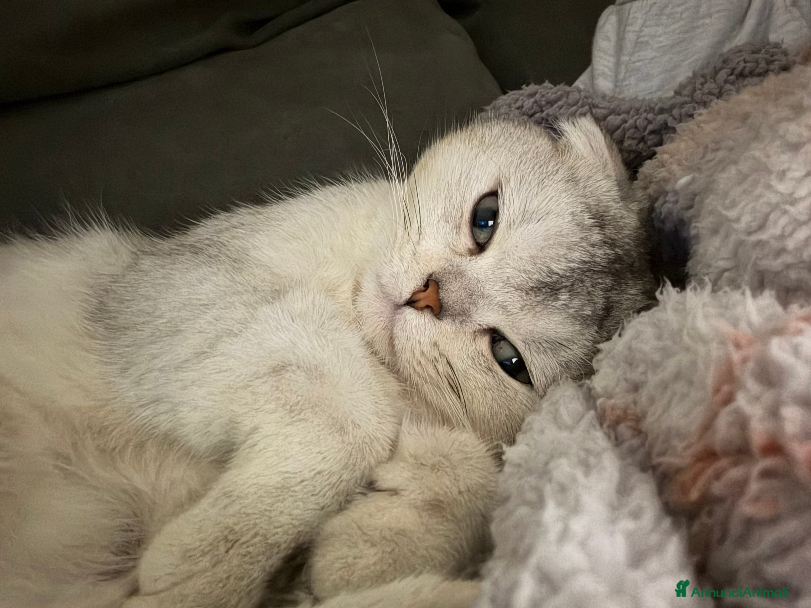 Scottish gatti Scottish fold disponibile per accoppiamento - Annuncio 2