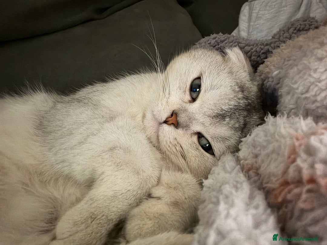 Scottish gatti per accoppiamento: Cerco femmina scottish straight per accoppiamento - Annuncio 2