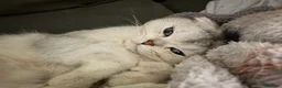 Scottish gatti per accoppiamento: Scottish fold disponibile per accoppiamento - Annuncio 2