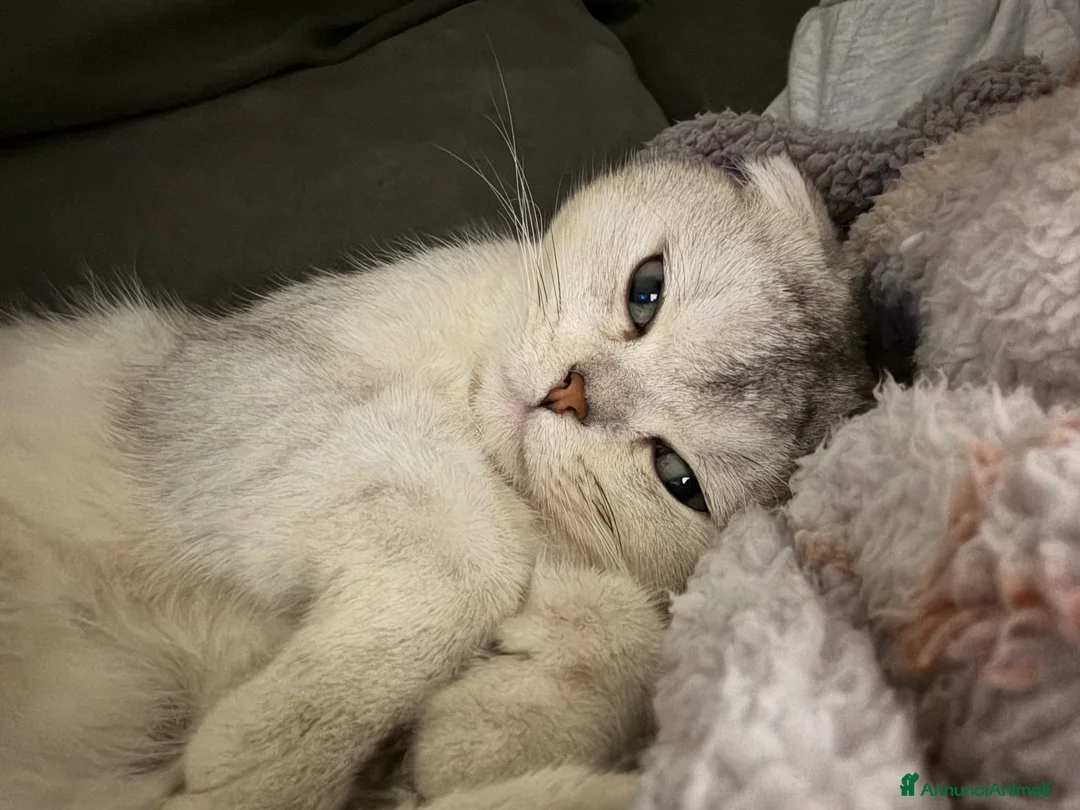 Scottish gatti per accoppiamento: Scottish fold disponibile per accoppiamento - Annuncio 2