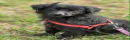 Meticcio cani in regalo: MONICA, coccolona in nero! TG PICCOLA - Annuncio 5
