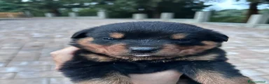 Rottweiler 2