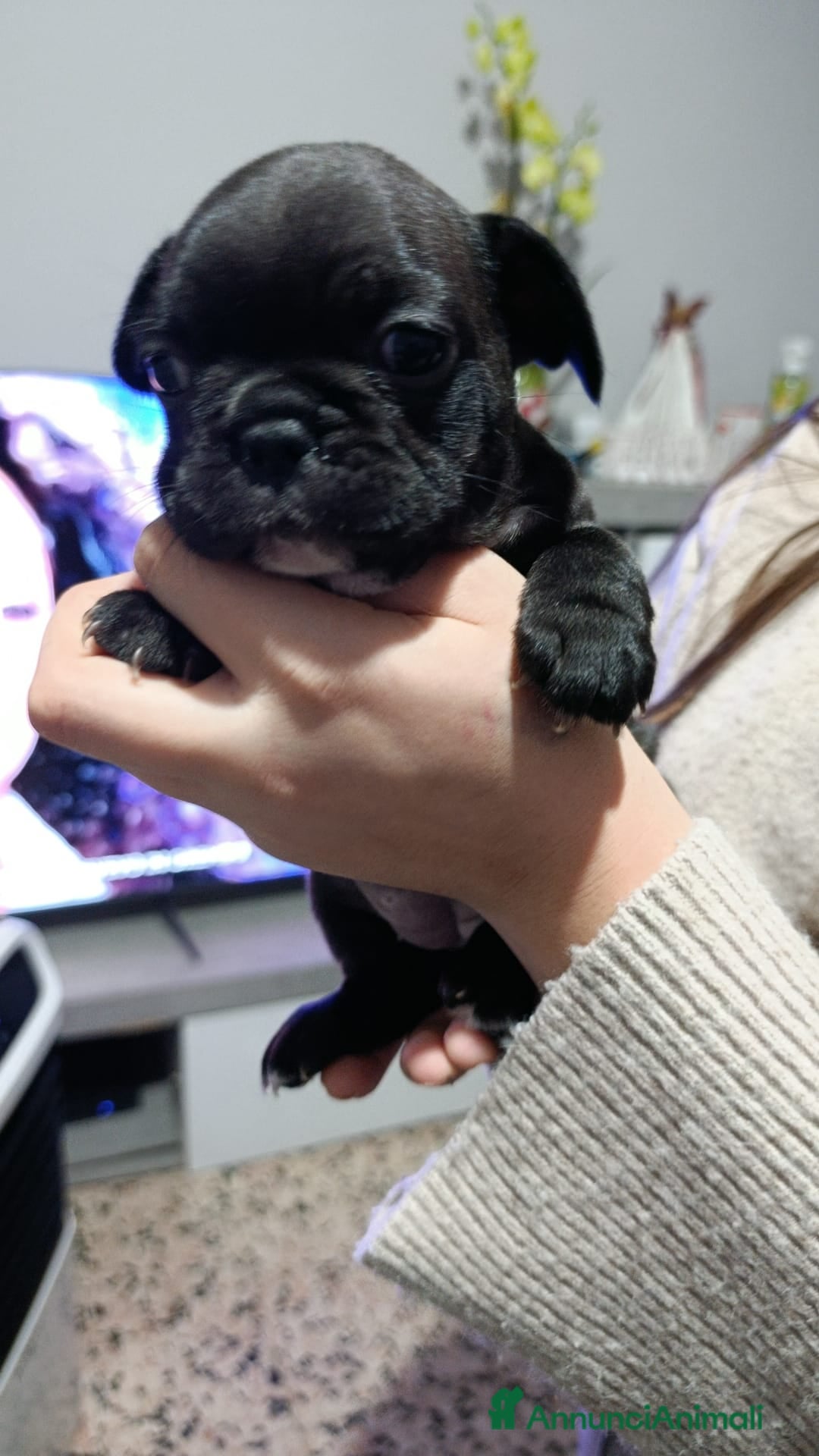 Bulldog Francese cani Cuccioli di bulldog francesi - Annuncio 2