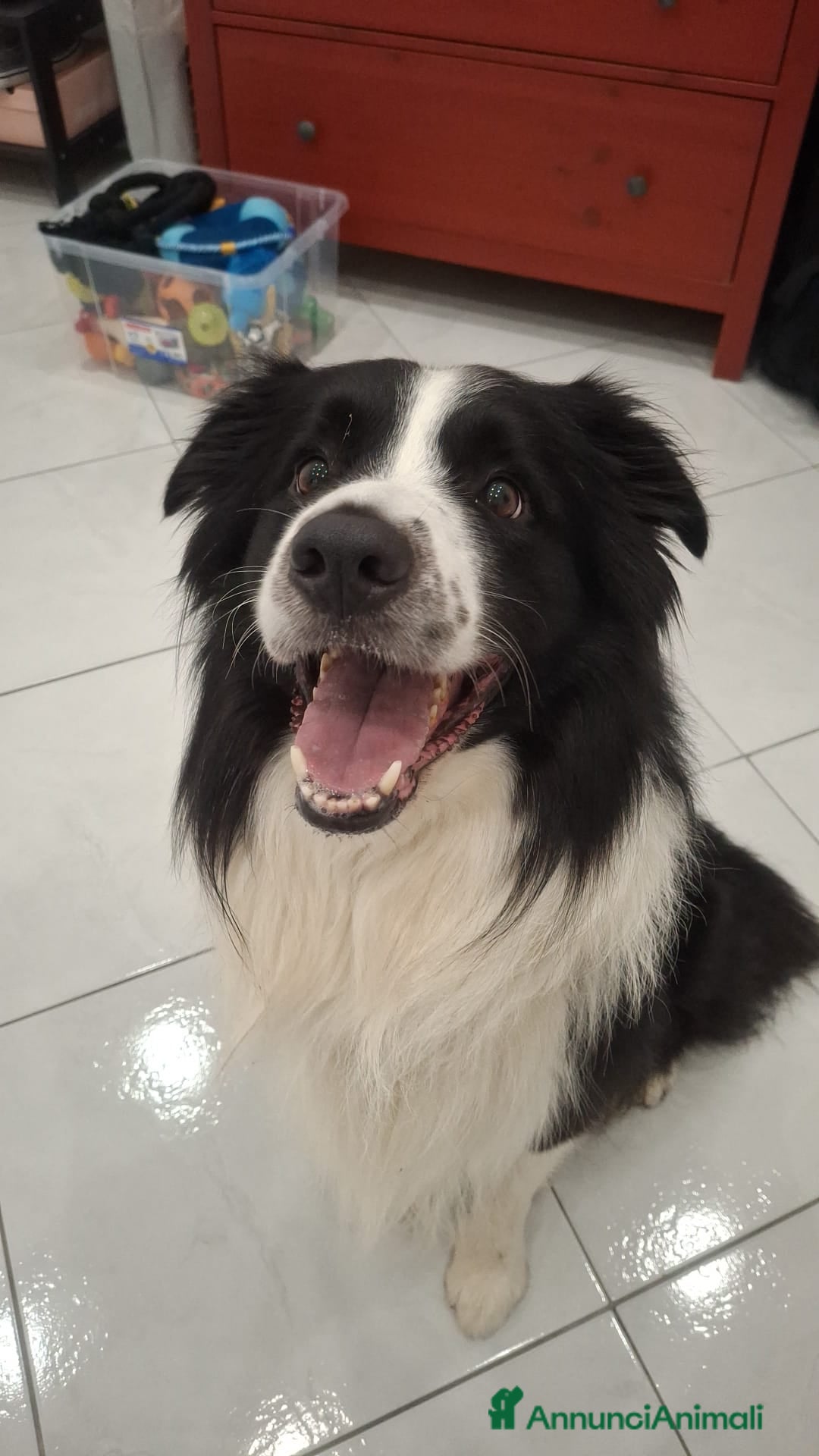 Border Collie cani in vendita: Vendita  - Annuncio 1