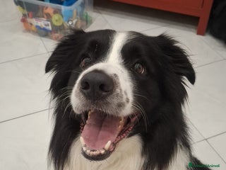 Border Collie cani Vendita - Annuncio 11