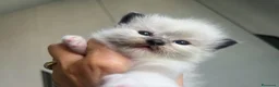 Ragdoll gatti in vendita: Straordinari cuccioli ragdoll a Provincia di Monza e della Brianza - Annuncio 8