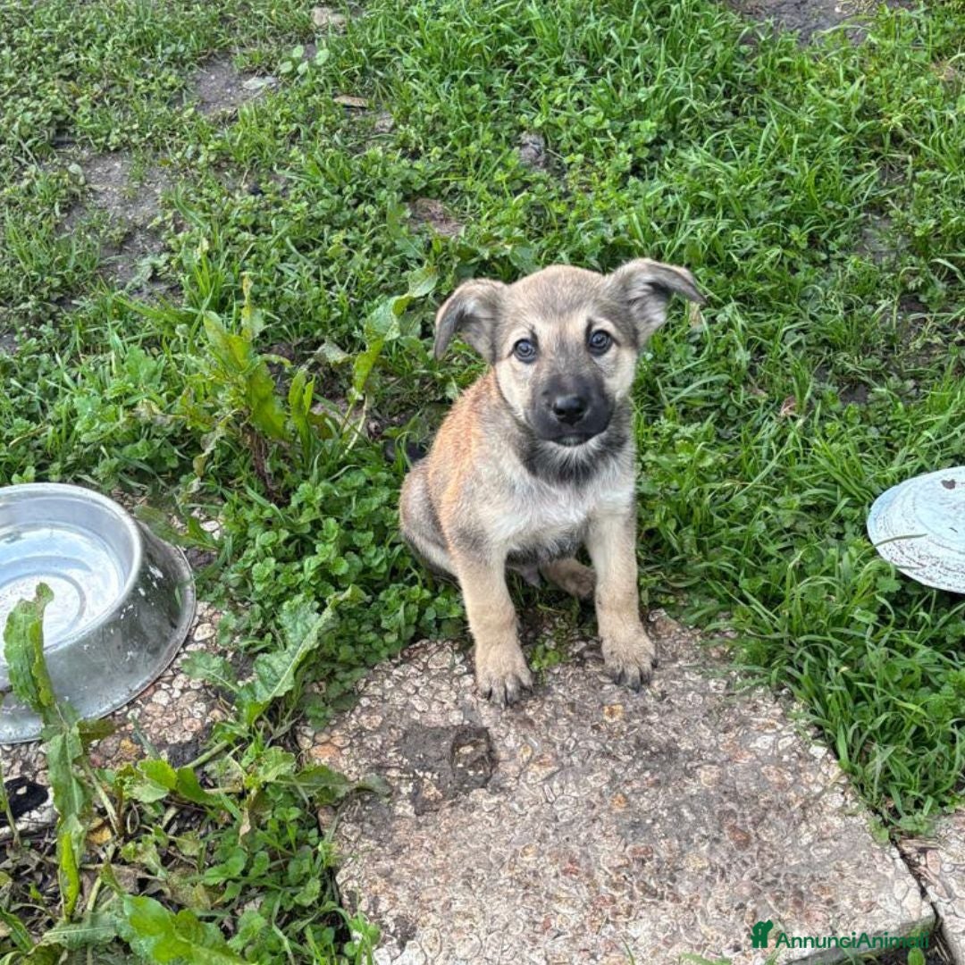 Meticcio cani in regalo: Pepito dolce cucciolo 3 mesi cerca casa - Annuncio 4