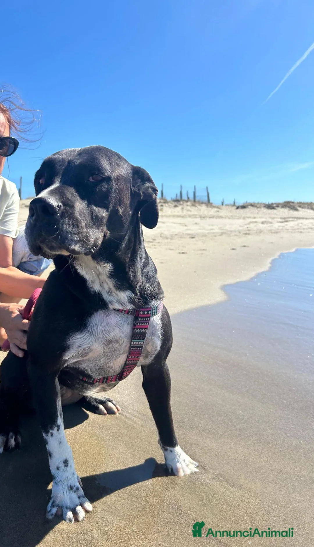 Meticcio cani in regalo: Sasha: giovane mix Amstaff. Adozione o stallo  - Annuncio 2