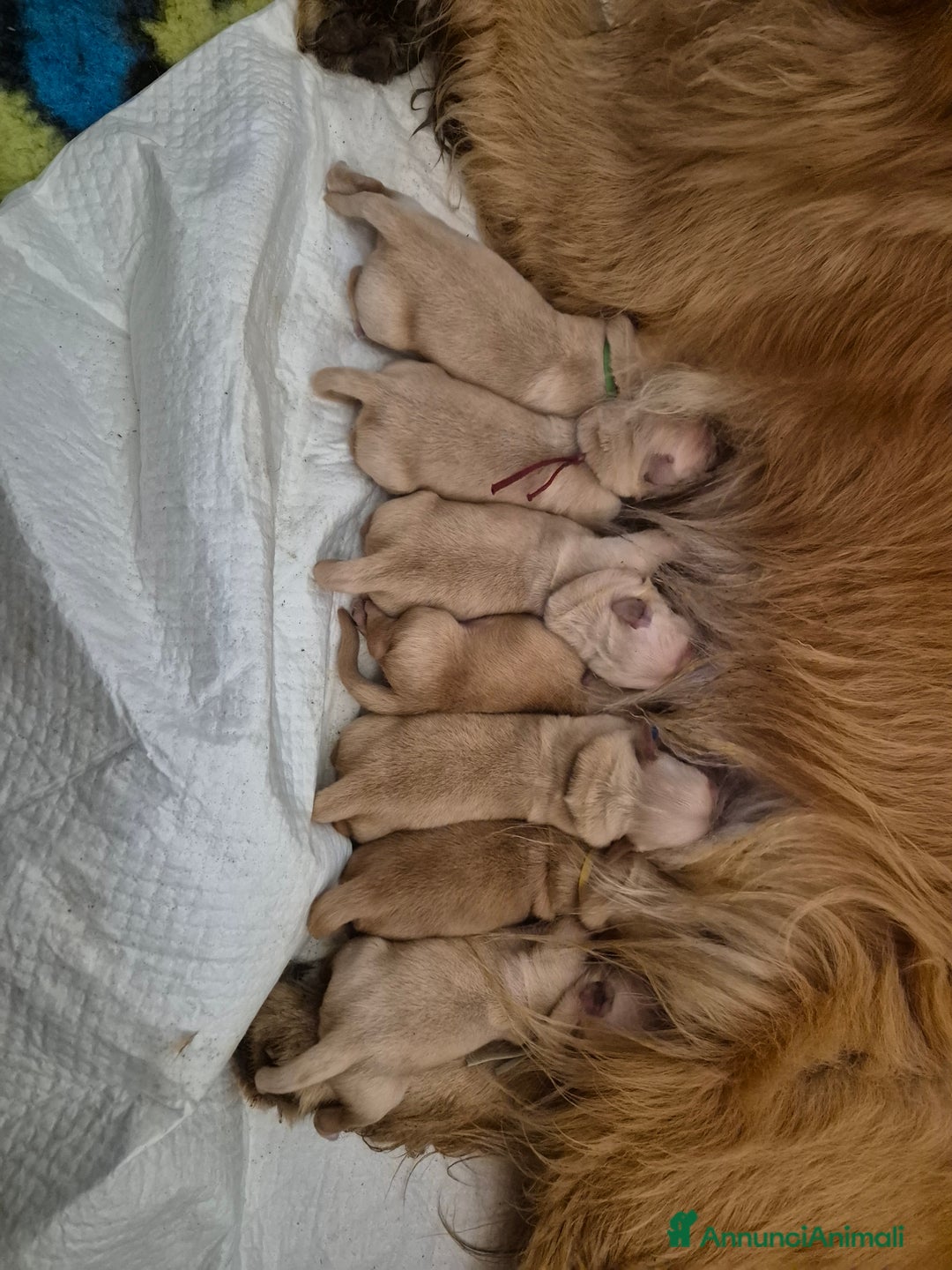 Golden Retriever cani in vendita: Cuccioli linea 100% americana  a Città metropolitana di Milano - Immagine 11