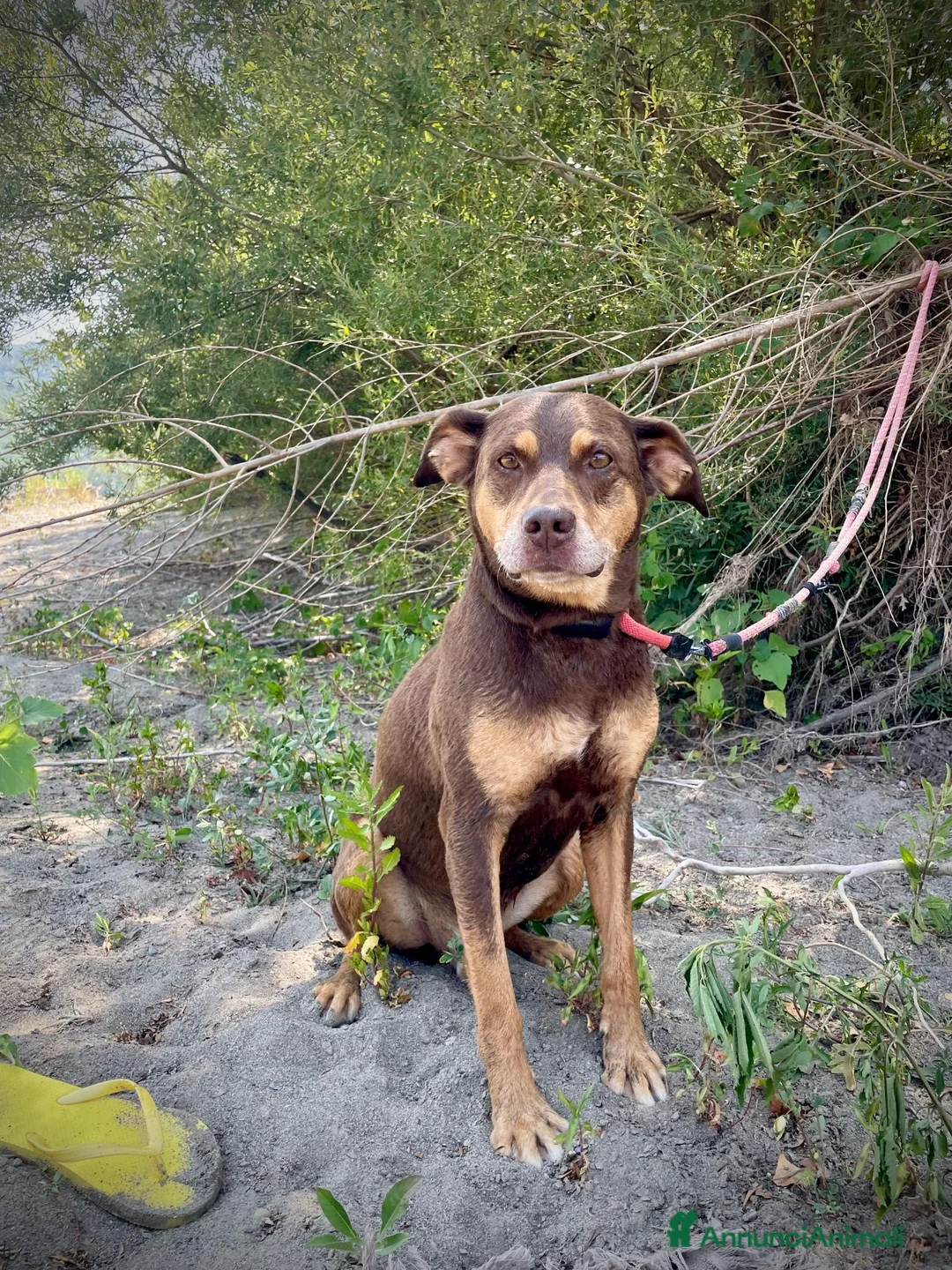 Meticcio cani in regalo: Everel: 12 anni, equilibrato e socievole  - Annuncio 2