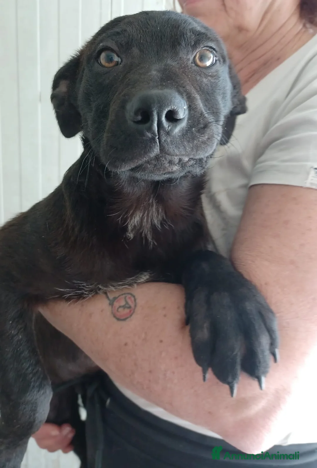 Meticcio cani in regalo: DUE TENERI FRATELLINI a Provincia di Ferrara - Annuncio 2