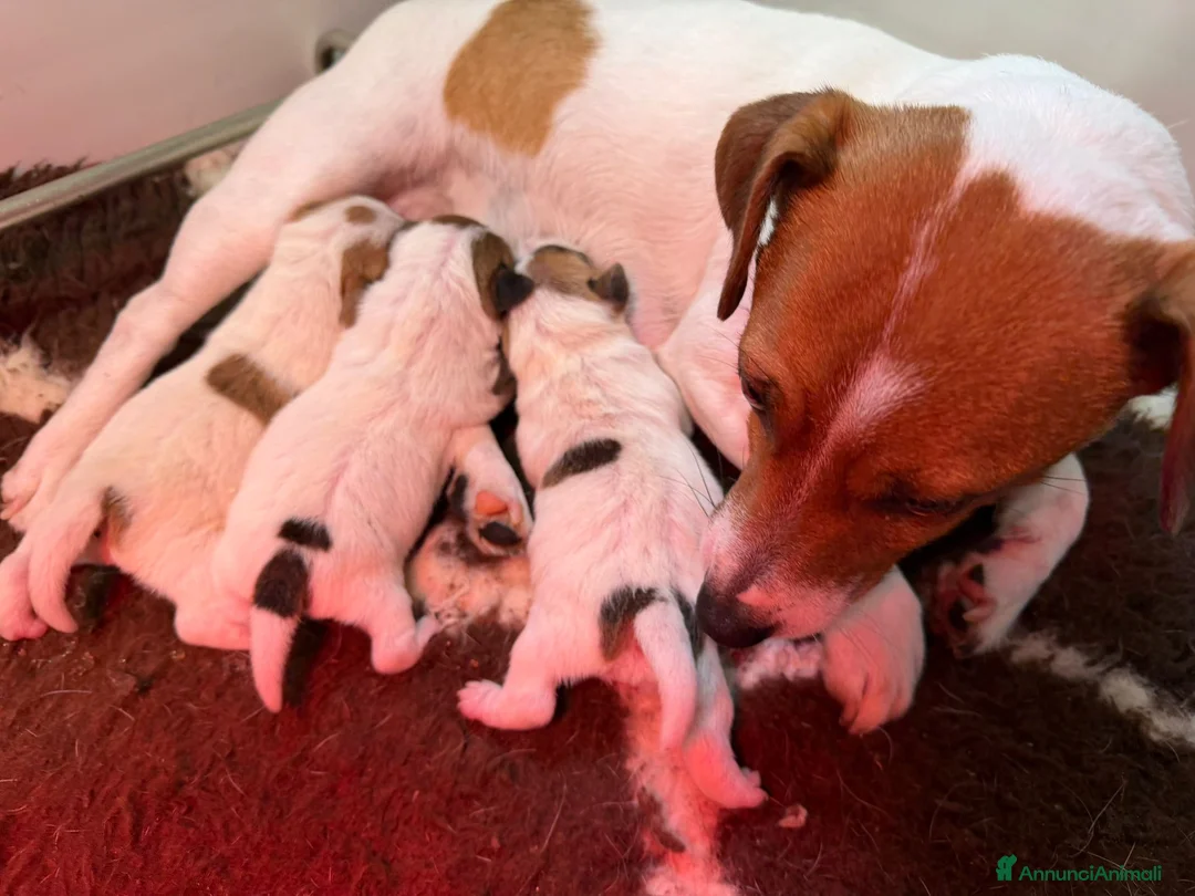 Jack Russell cani in vendita: Benvenute al mondo, piccole pesti!🐾 - Annuncio 3