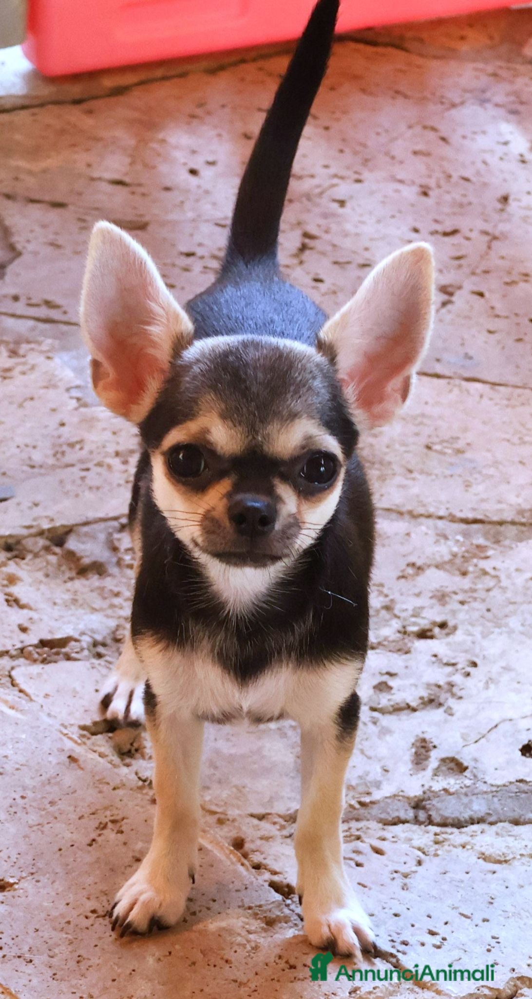 Chihuahua cani in vendita: Cuccioli chihuahua pedigree enci  - Annuncio 1