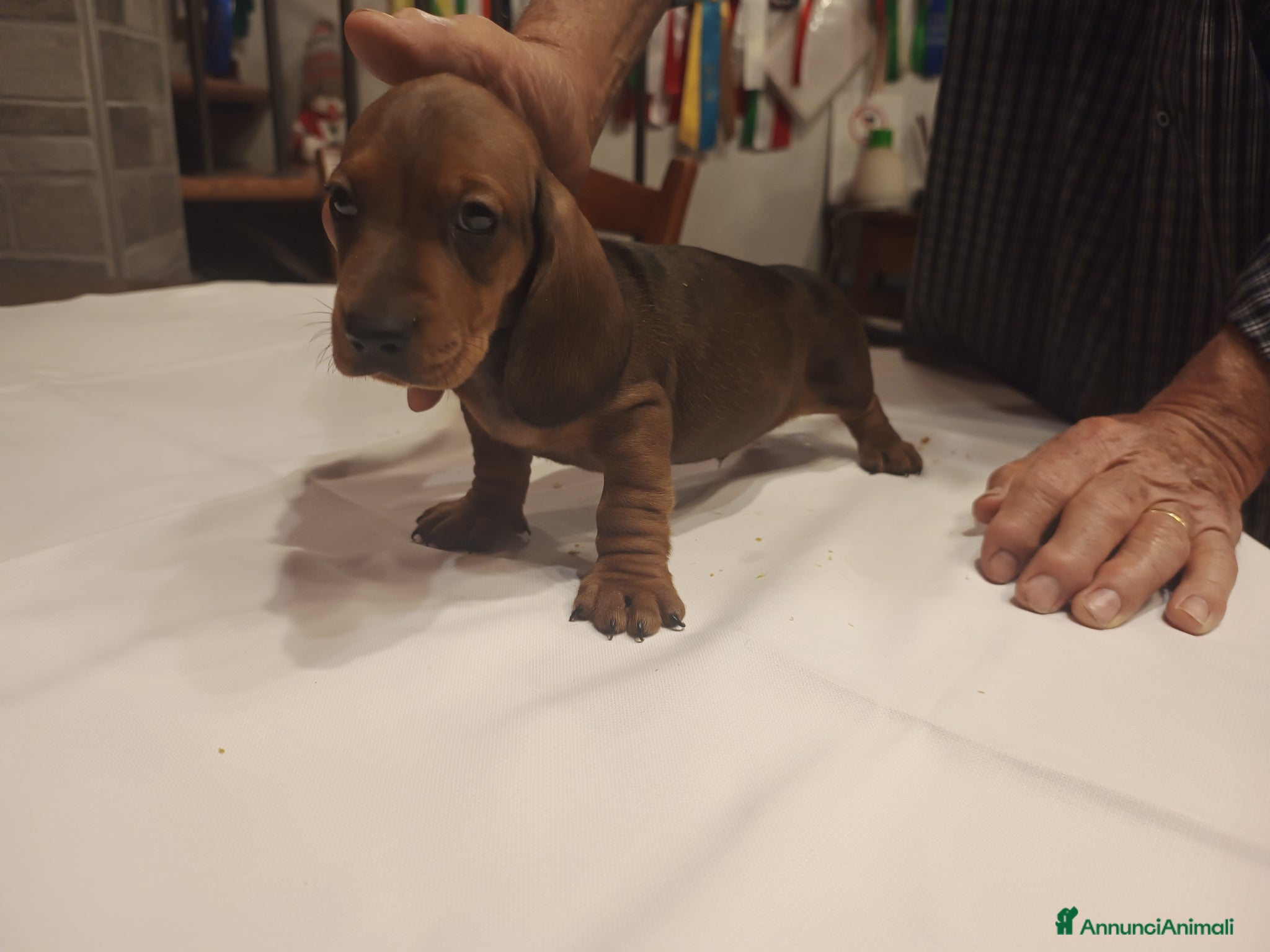Bassotto cani in vendita: BASSOTTI TEDESCHI PELO CORTO  - Annuncio 1