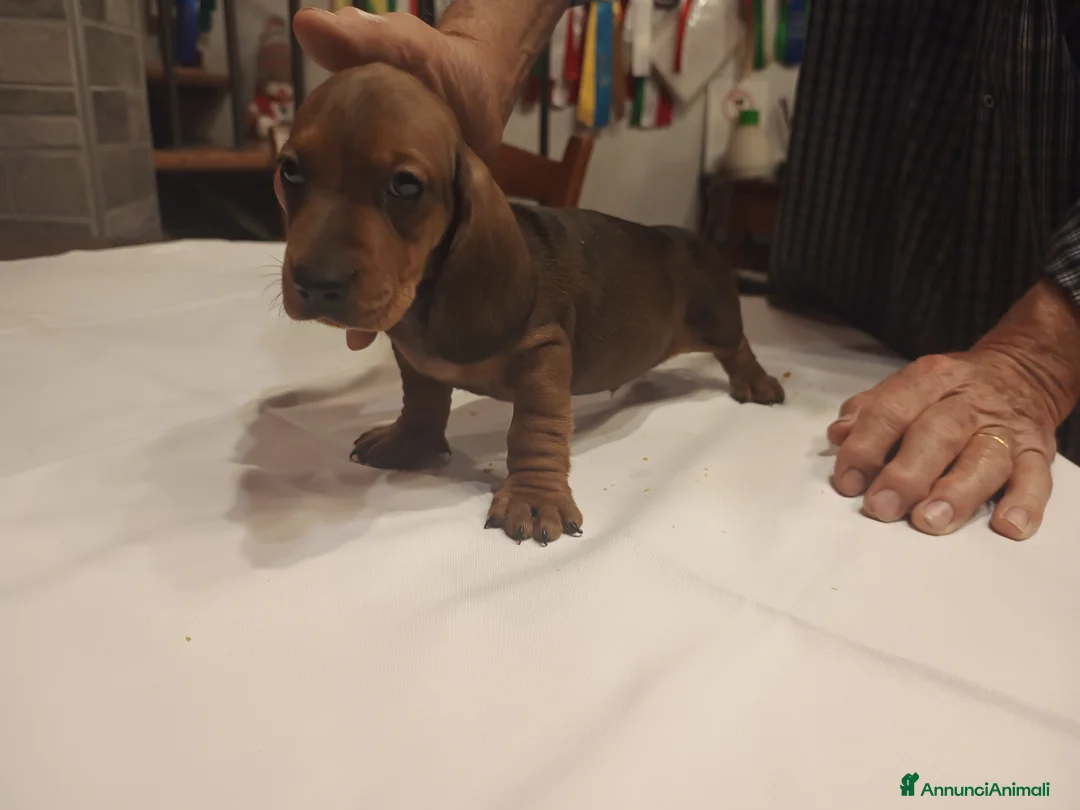 Bassotto cani in vendita: BASSOTTI TEDESCHI PELO CORTO  - Annuncio 1