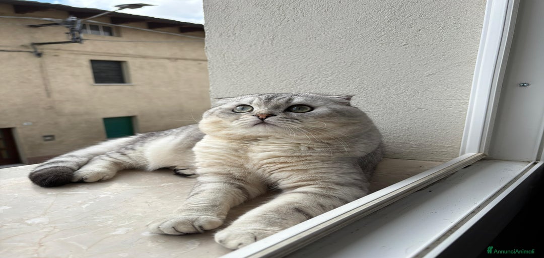 Immagine della galleria {{count}}