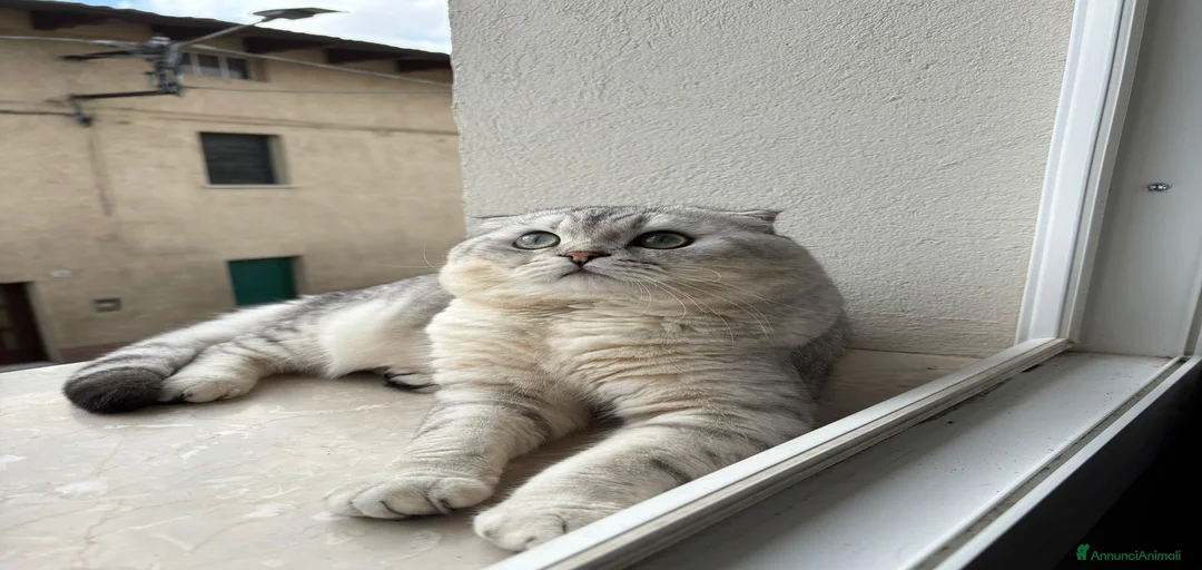 Immagine della galleria {{count}}