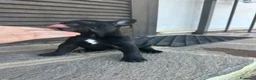 Bulldog Francese cani in vendita: bulldog francese nero tigrato  - Annuncio 9