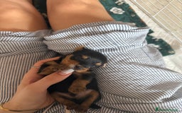 Yorkshire cani in vendita: cucciolo yourkshire terrier  a Città Metropolitana di Bologna - Immagine 3