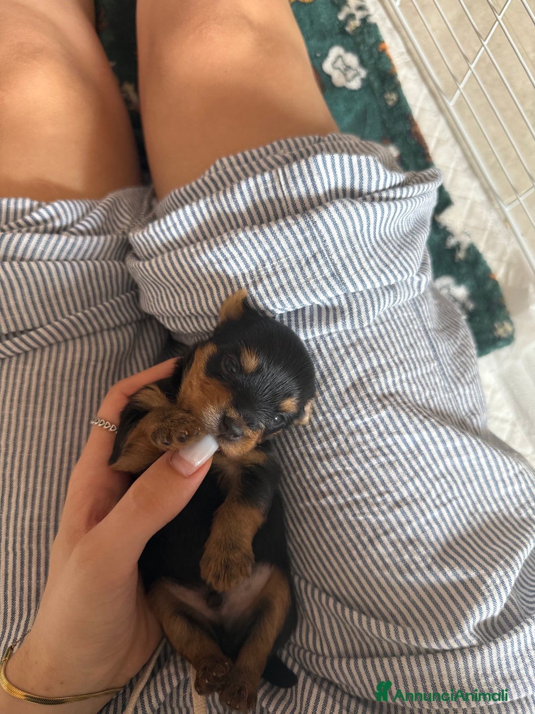 Yorkshire cani in vendita: cucciolo yourkshire terrier  a Città Metropolitana di Bologna - Immagine 3