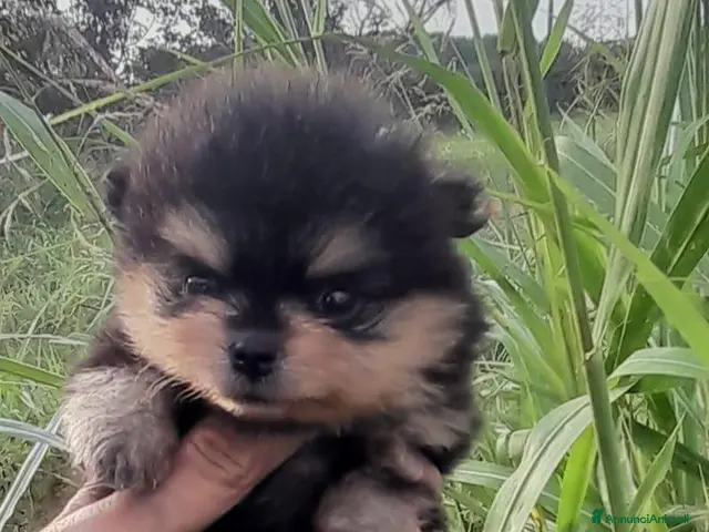 Spitz cani Spitz Pomerania - Annuncio 1
