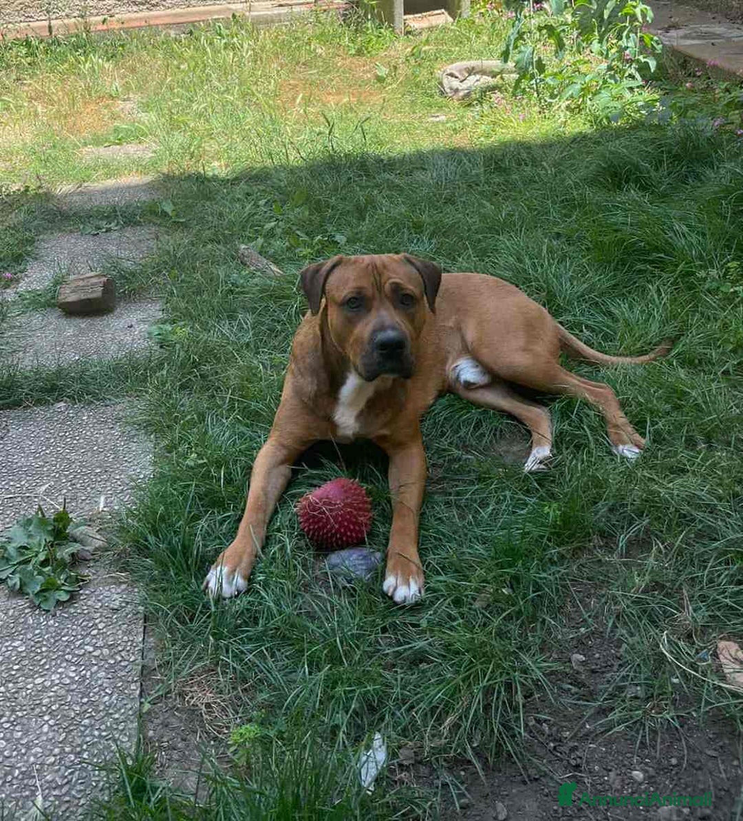 Cane Corso cani in regalo: OSCAR, simpaticissimo MOLOSSINO! - Annuncio 13
