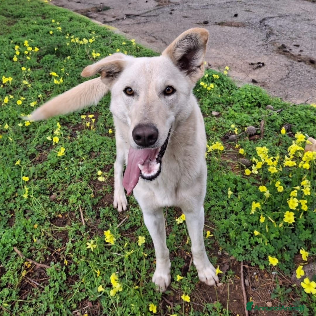 Meticcio cani ERIS 🩷 - cucciola dolcissima cerca ancora casa - Annuncio 2