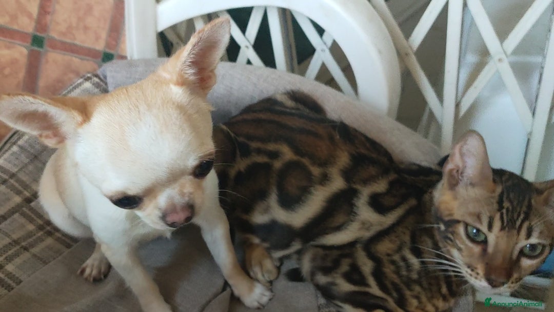 Bengala gatti in vendita: Gatto del Bengala maschietto  a Provincia di Teramo - Immagine 7