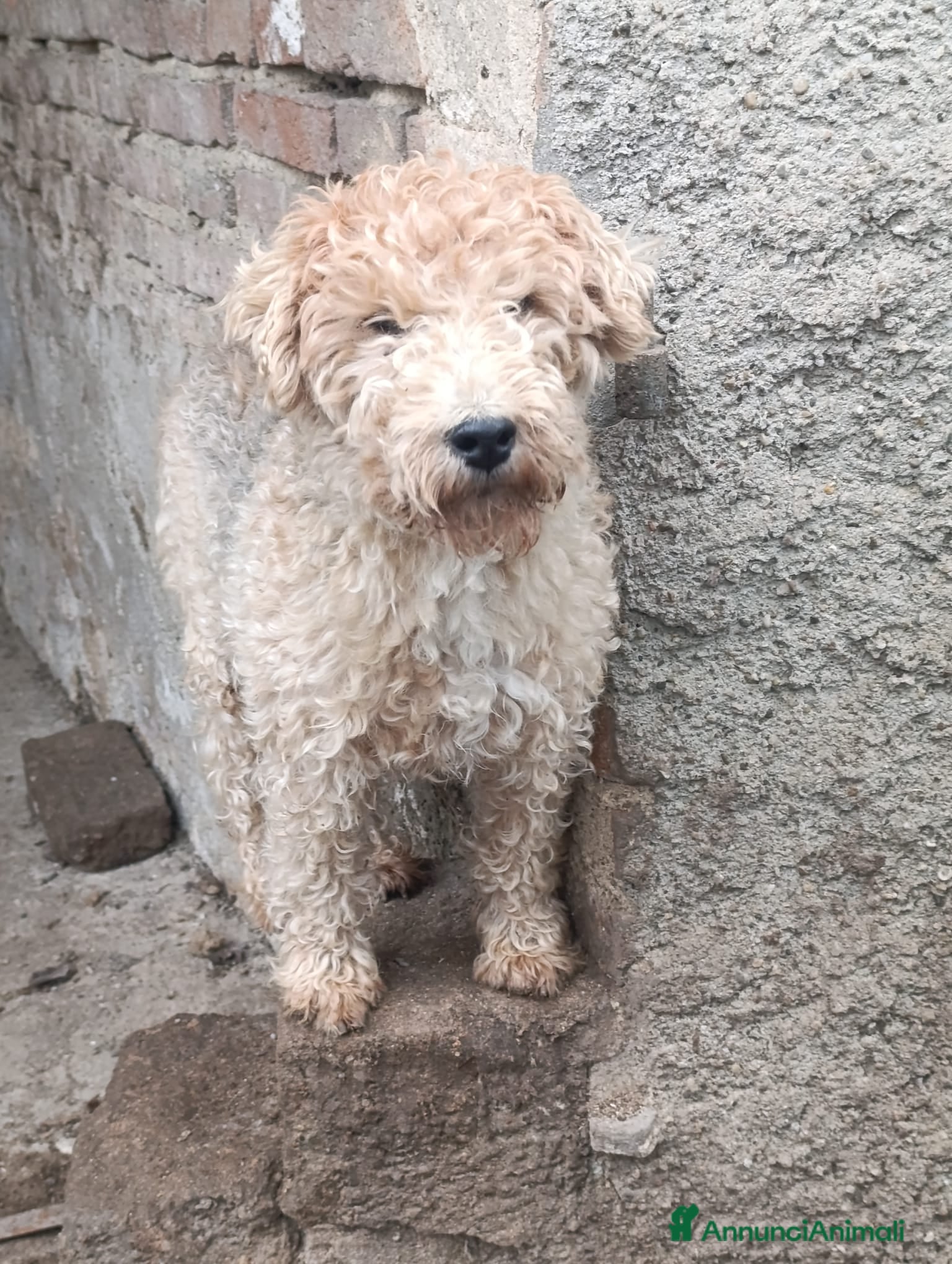 Lakeland Terrier cani Lakeland terrier adulti a Province of Pavia - Annuncio 1