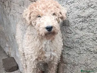 Lakeland Terrier cani in vendita: Lakeland terrier adulti a Province of Pavia - Annuncio 3