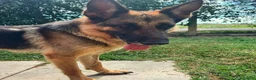 Pastore Tedesco cani in regalo: Sara Jane - Annuncio 6