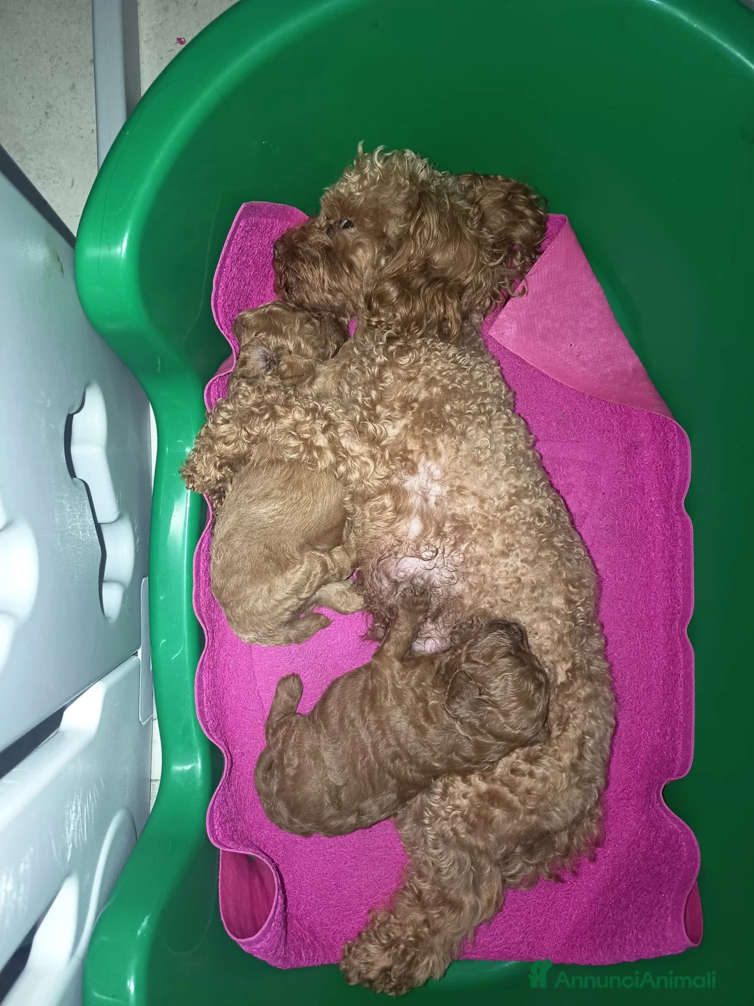 Barboncino Toy cani in vendita: Cucciolo barboncino Toy Red  a Provincia di Lecce - Annuncio 2