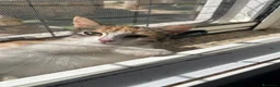Europeo gatti in regalo: gattina tricolore - Annuncio 2