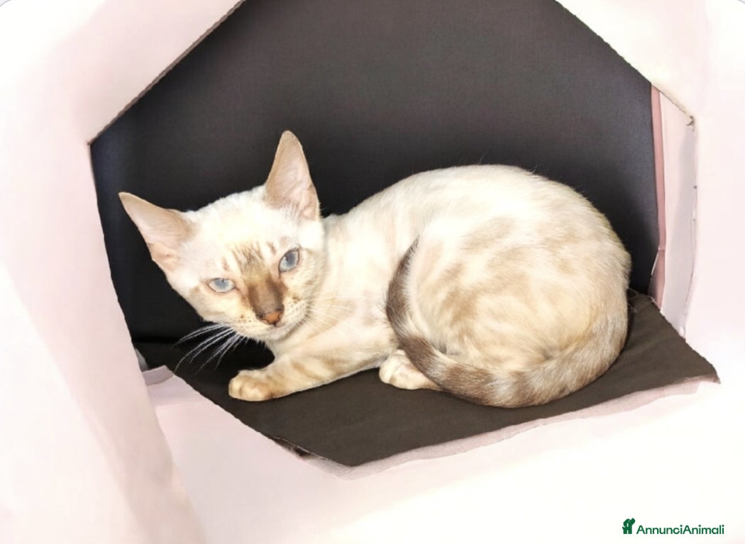Bengala gatti Cuccioli gatto Bengala  - Annuncio 1