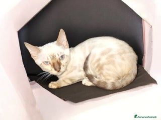 Bengala gatti Cuccioli gatto Bengala - Annuncio 1