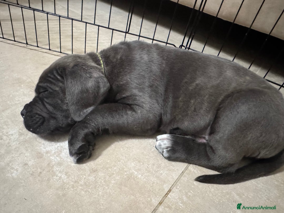 Cane Corso cani in vendita: Cane corso - Annuncio 10