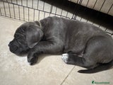 Cane Corso Cucciolo 6