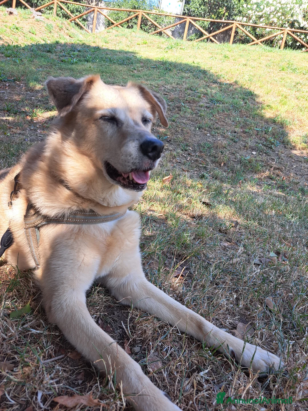 Meticcio cani in regalo: Adotta un cucciolo dal rifugio a Provincia di Pistoia - Annuncio 2